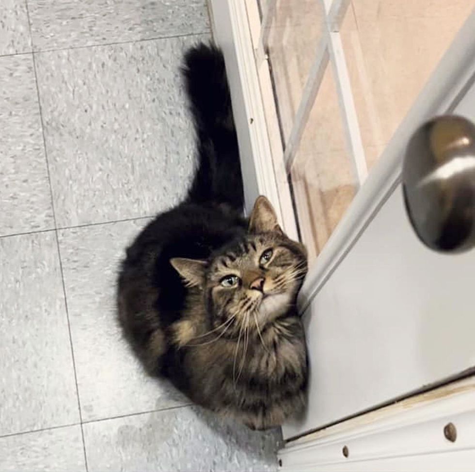tabby cat rubs door