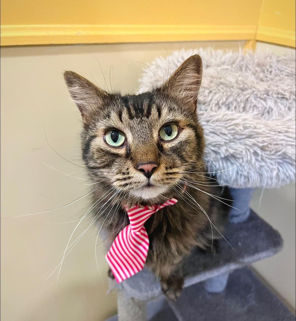 tabby cat pink tie
