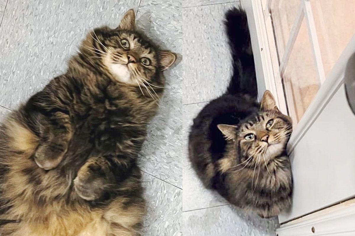 Cat with Most Cattitude in the Shelter Tries to Get Everyone to Notice Him After 8 Months of Waiting for Home