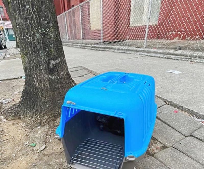 cat in carrier outside