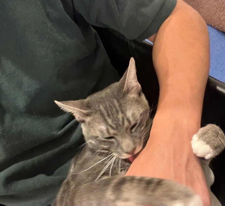 cute cat hugs arm