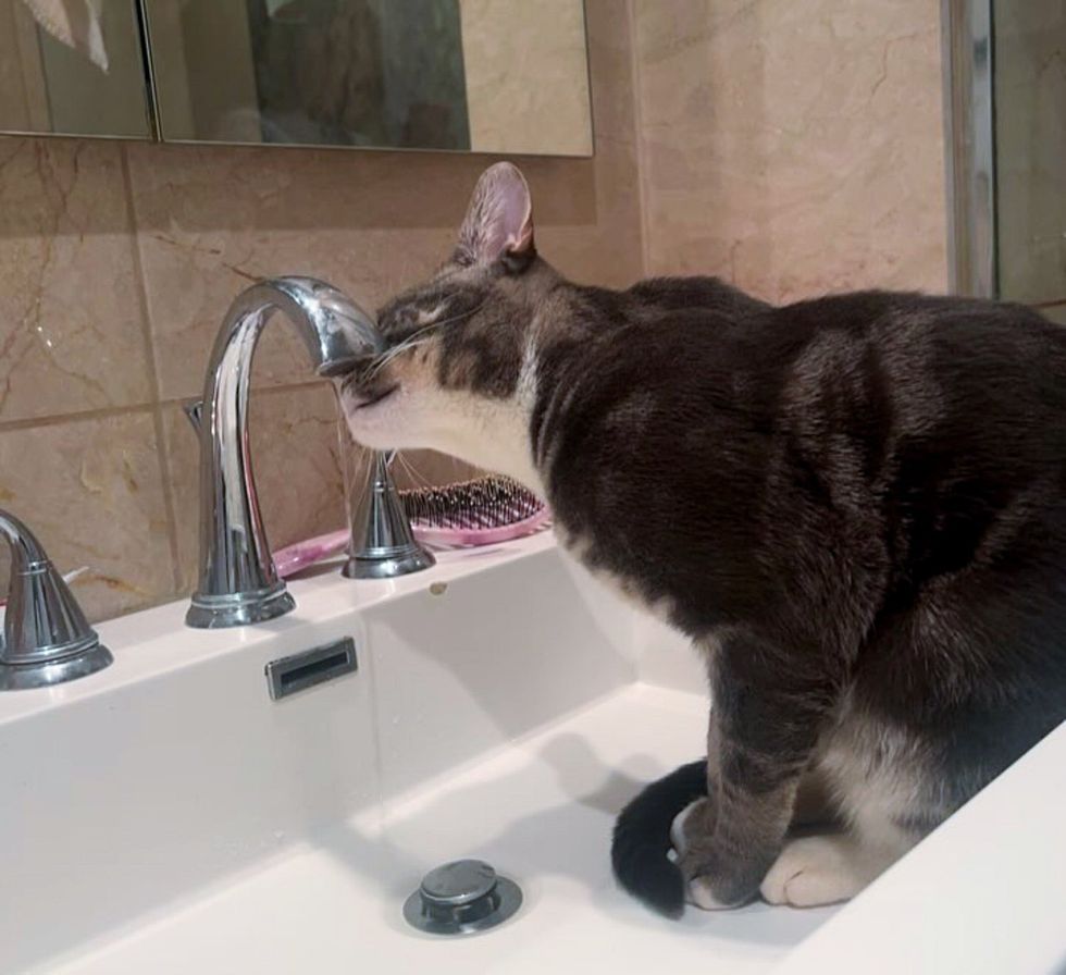 cat drinking tap water