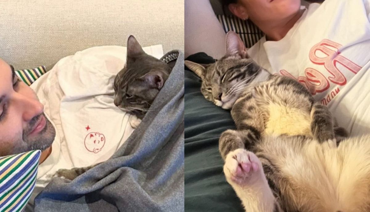 Cat Left Outside in a Carrier Completely Comes Around and Shines within Days in a Home