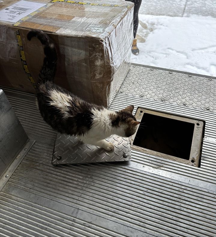 stray cat ups truck