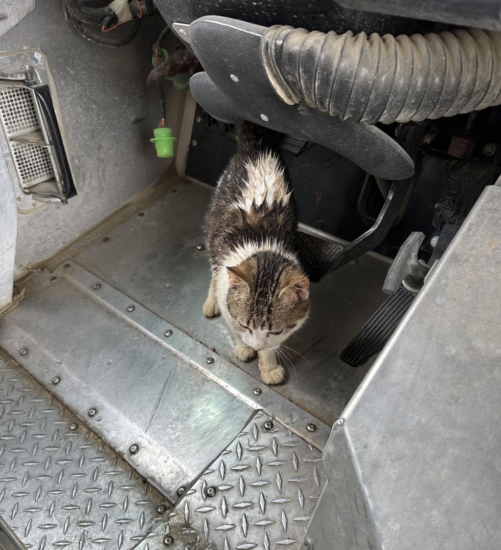 gato callejero sube el camión
