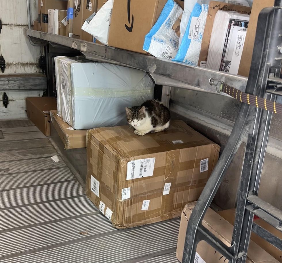 caja de camión de gato callejero