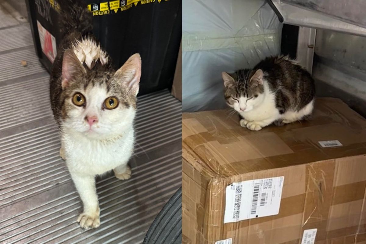 UPS Driver Heard a Cat and Realized an Unexpected Passenger was on His Truck, Making His Route Interesting