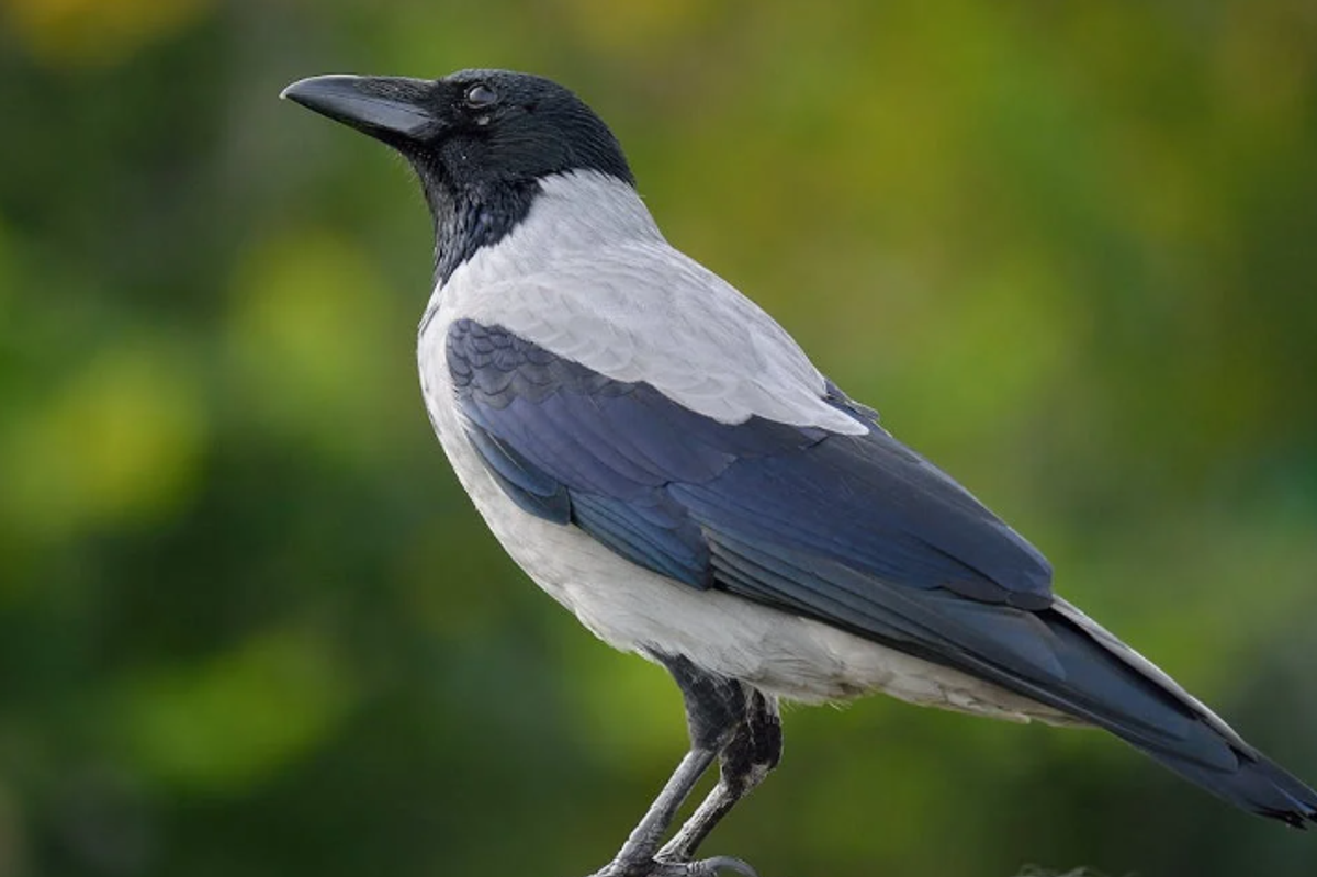 eurasian crow, toddle and crow, laerke luna