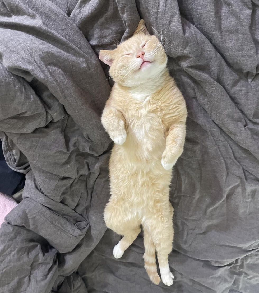 happy sleeping orange cat