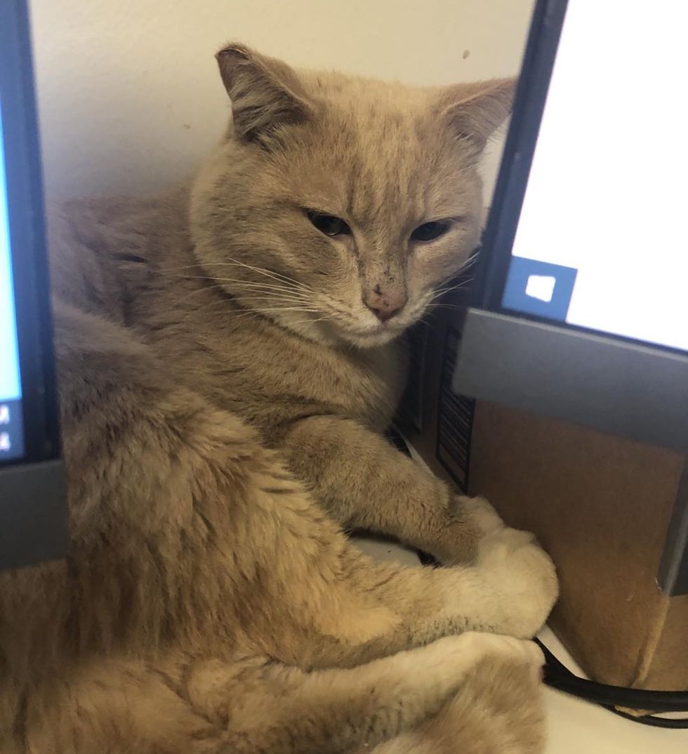escritorio de gato callejero cansado
