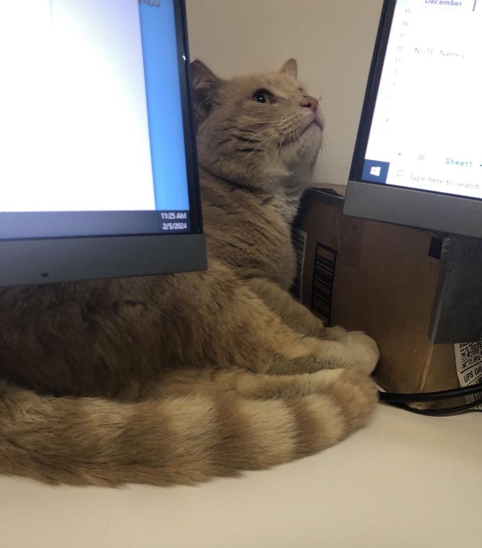 gato callejero mirando hacia el escritorio