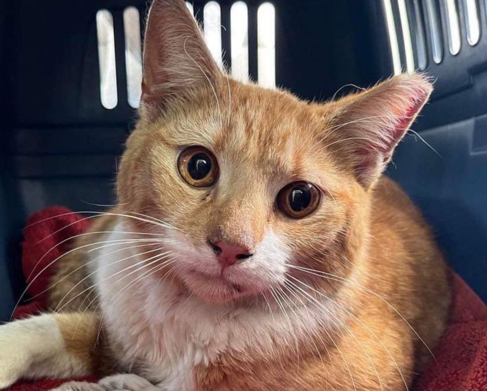 rescued cat orange