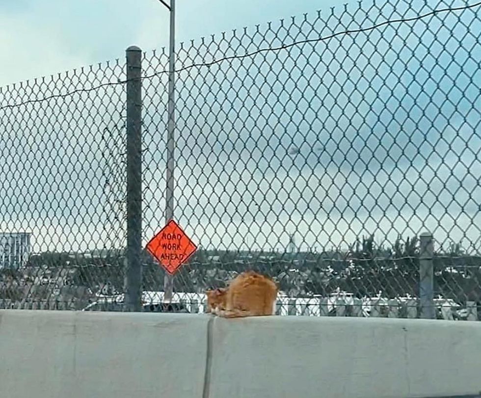 stray cat highway