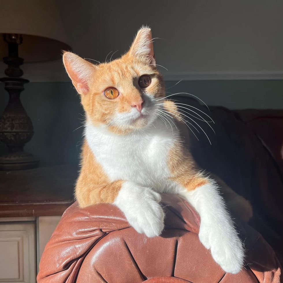 orange white cat couch