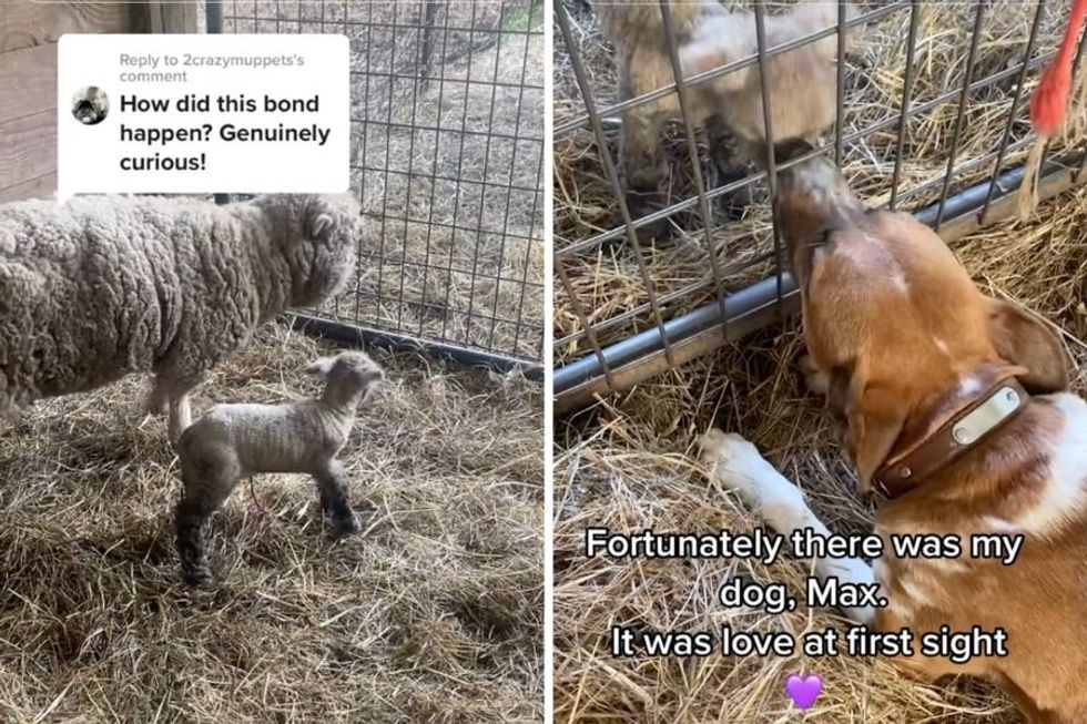 When a newborn lamb was rejected by her mother, the family dog stepped in to nurture her