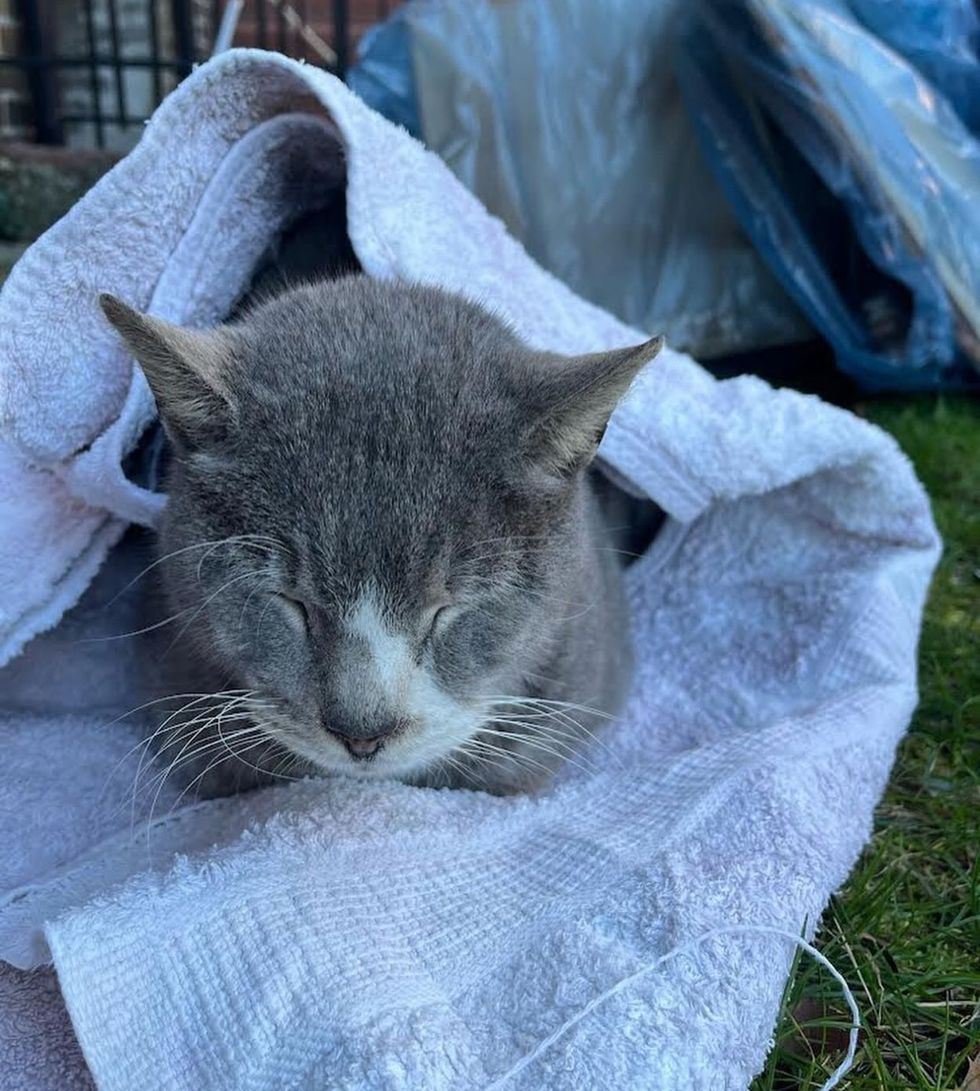 cat cold towel