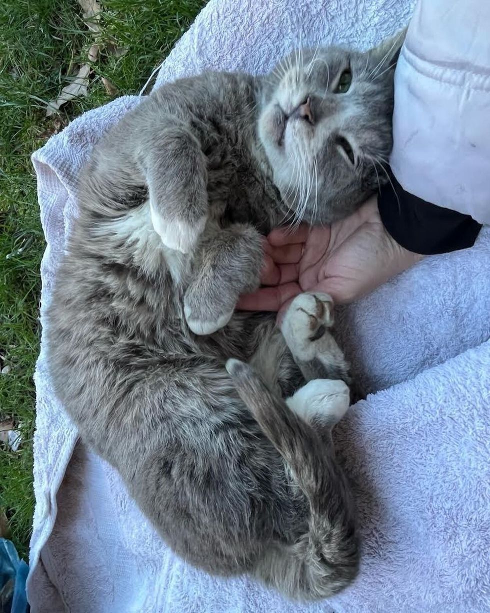stray cat snuggly sweet