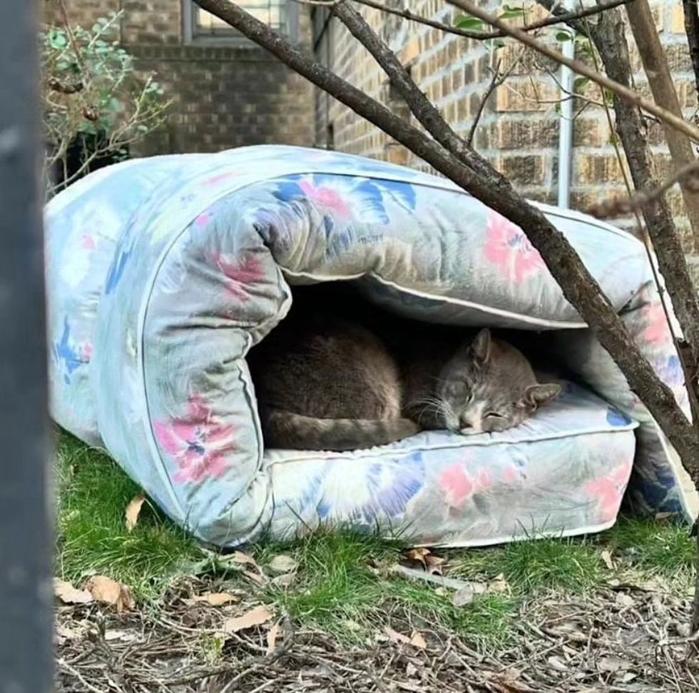 stray cat sleeping mattress