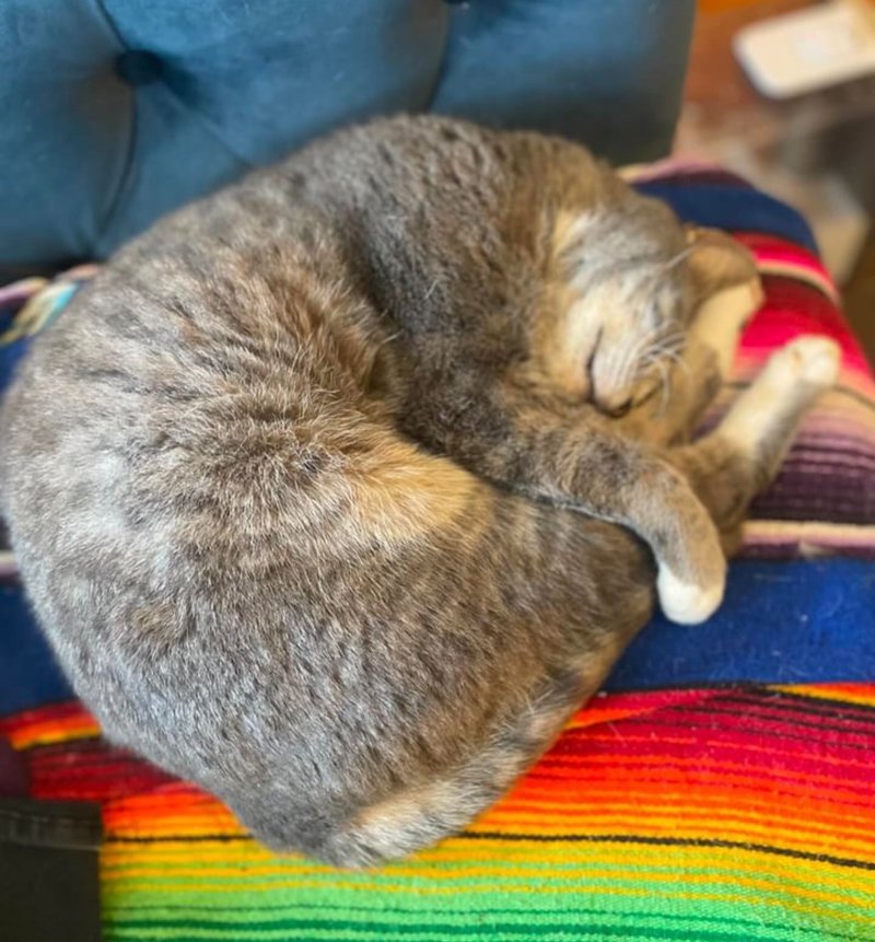 sleeping cat couch