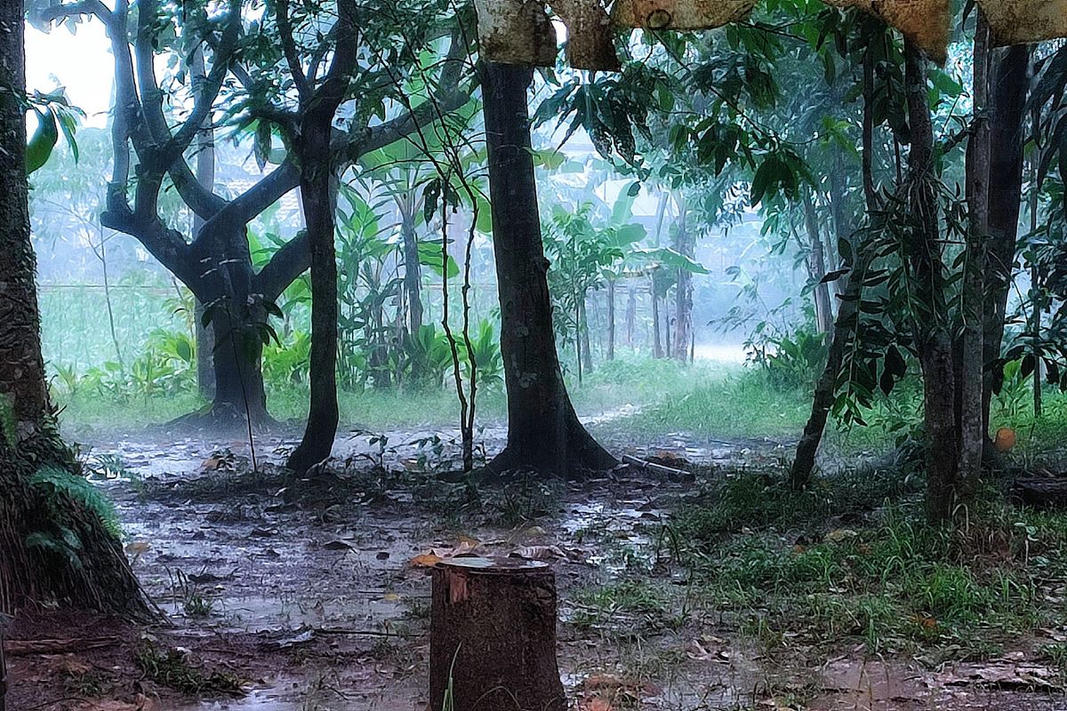 Sotto la pioggia un bosco antico assomiglia a una grande metropoli