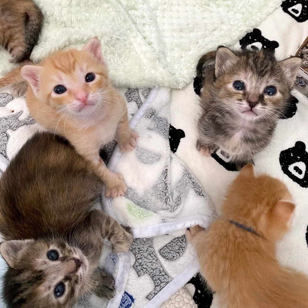 sweet curious kittens