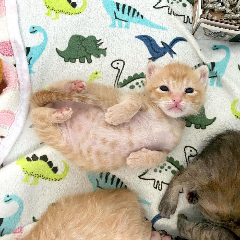 gatito rodando alrededor del vientre