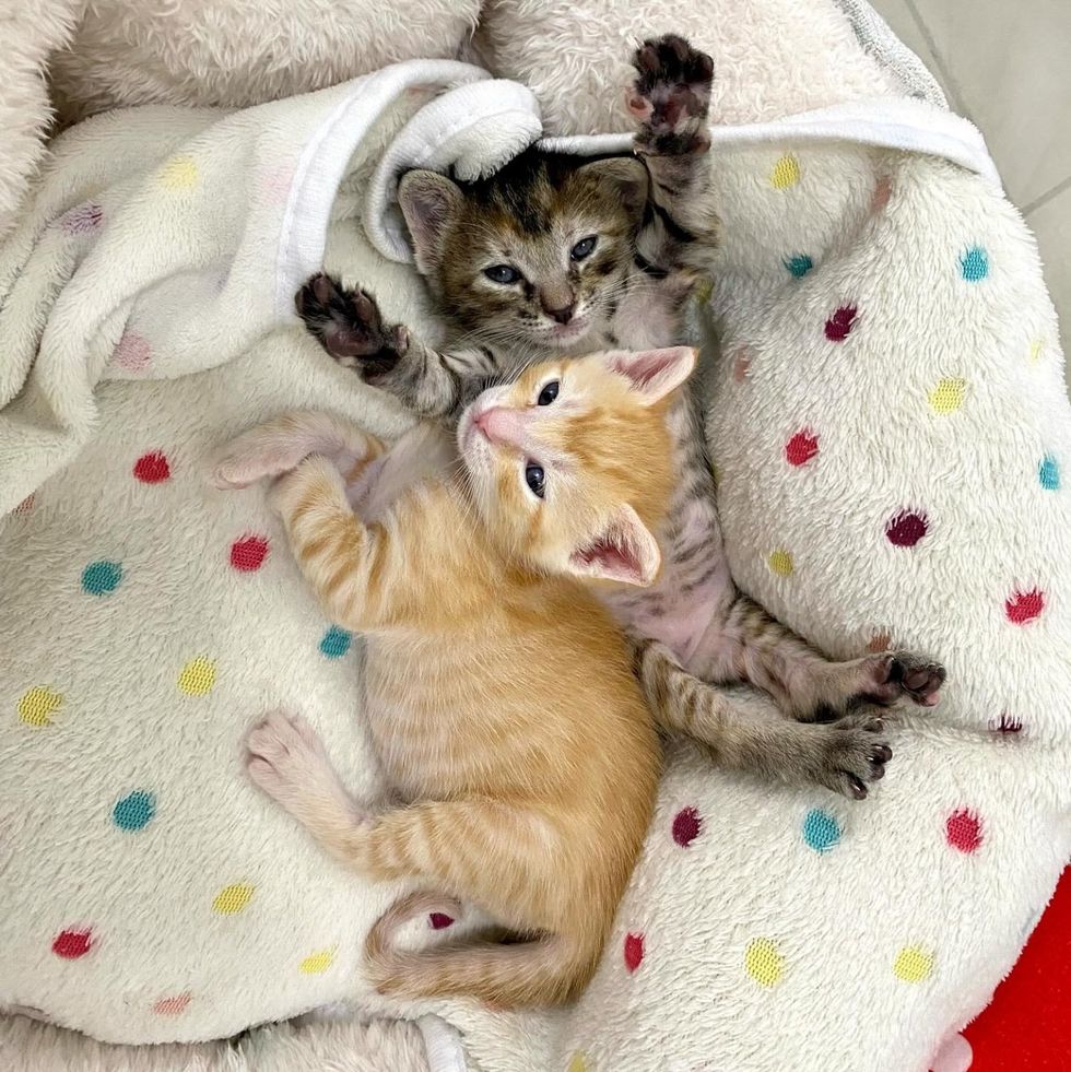 snuggly happy kittens
