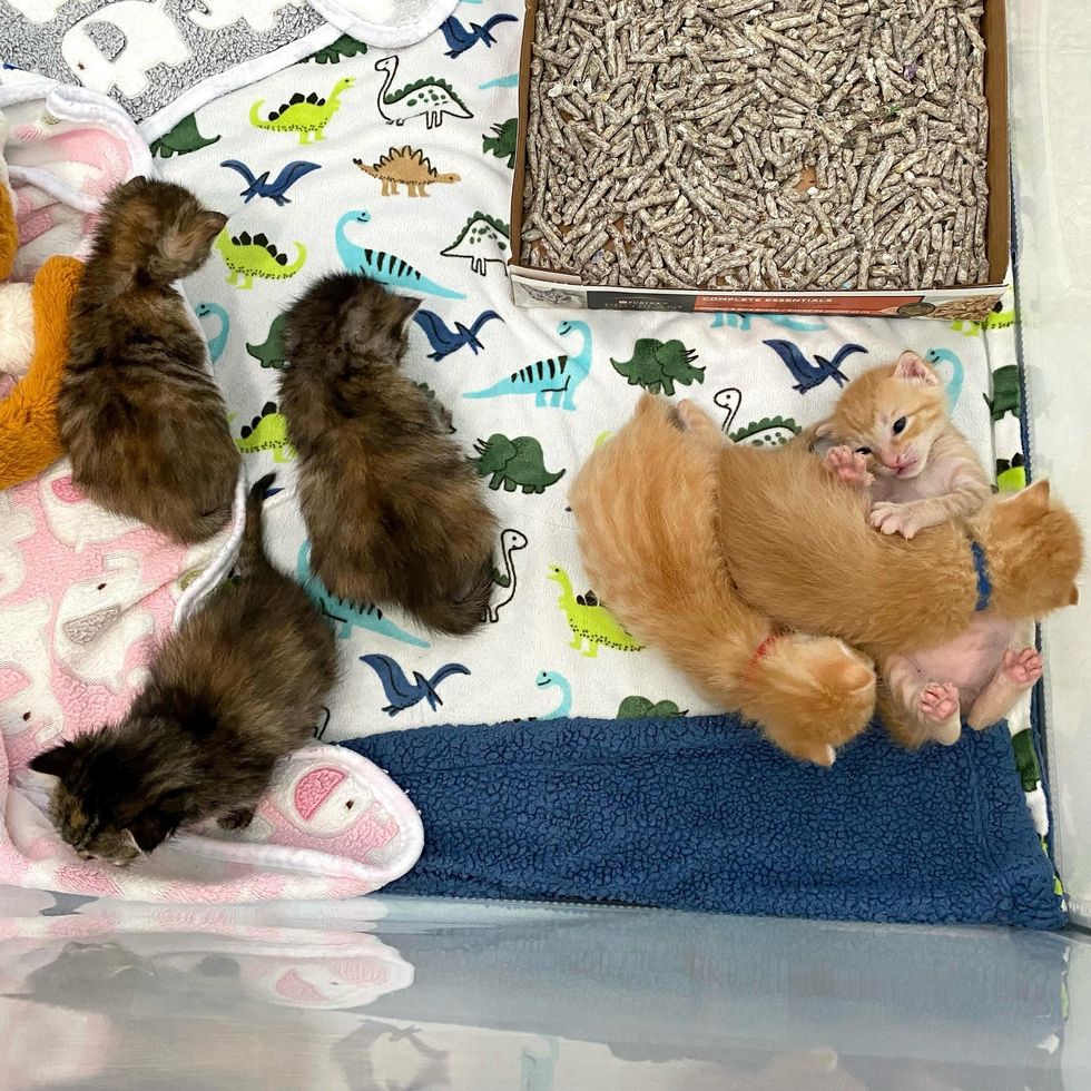 fluffy kittens playpen