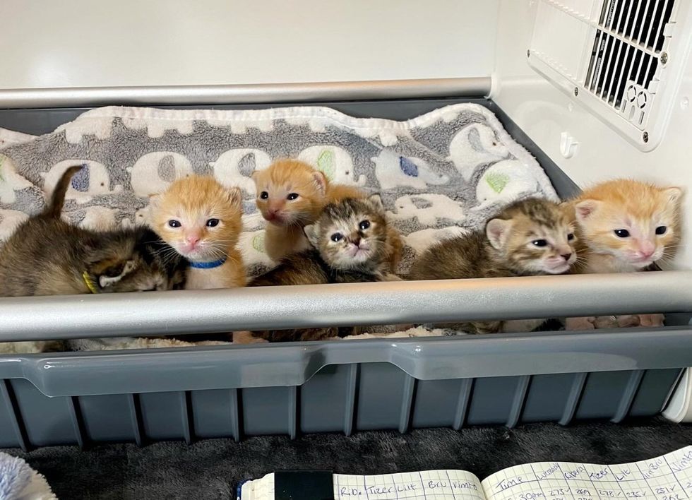 seis gatitos diminutos