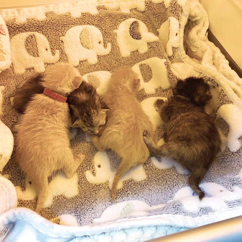 gatitos recién nacidos rescatados