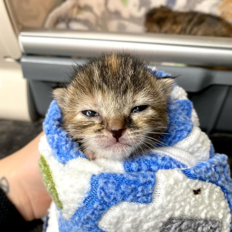 torbie kitten burrito