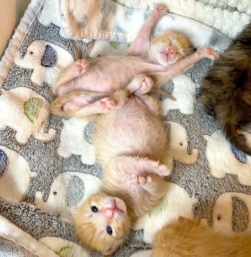 ginger kittens rolling around