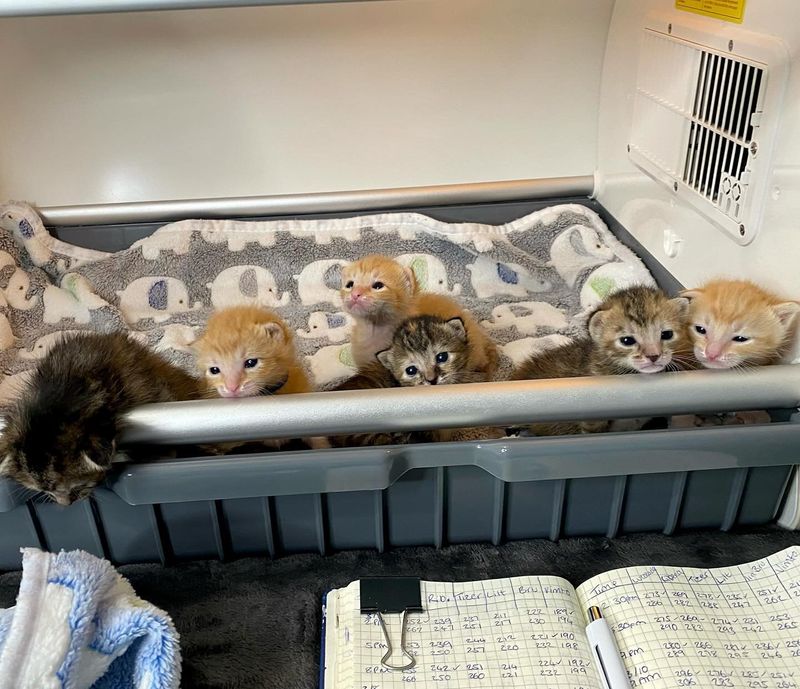 kittens curious lined up