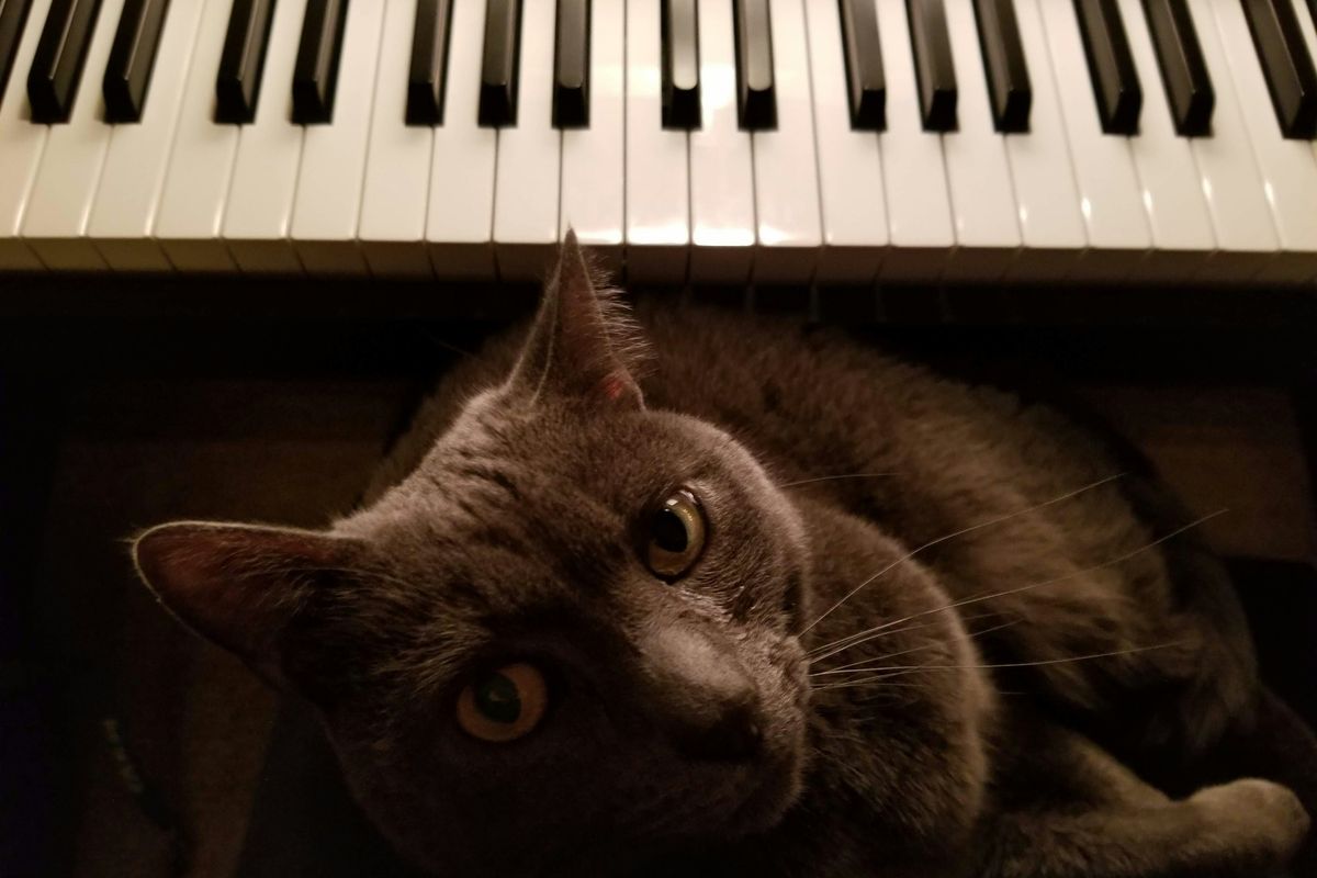 cat sitting at a piano