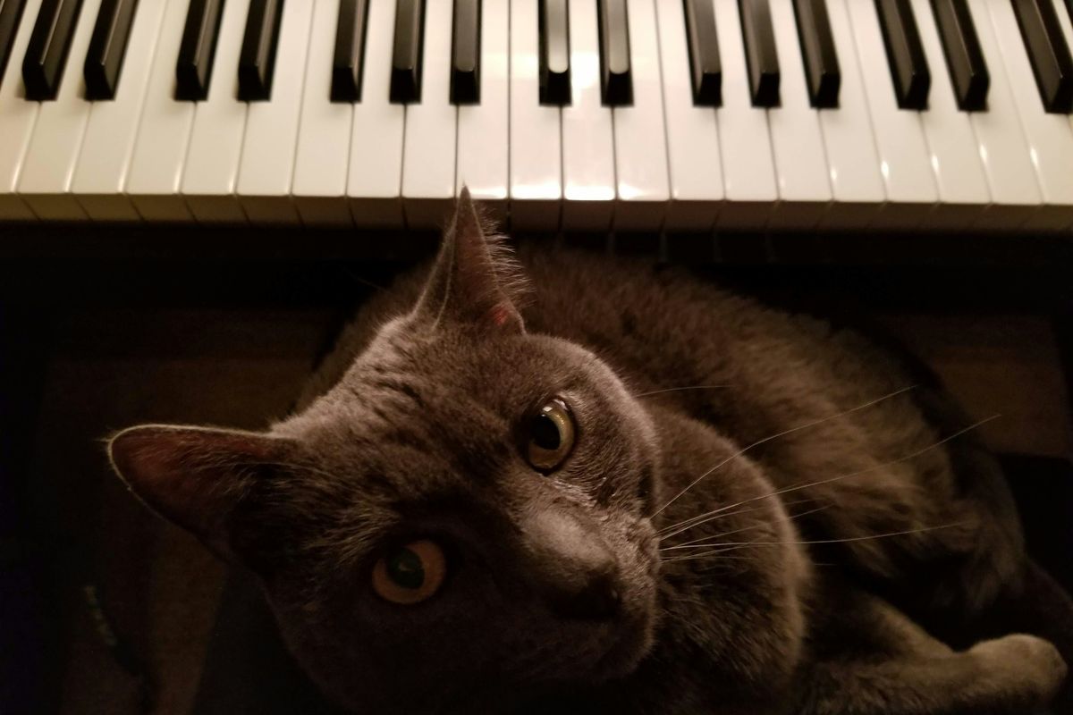 cat sitting at a piano