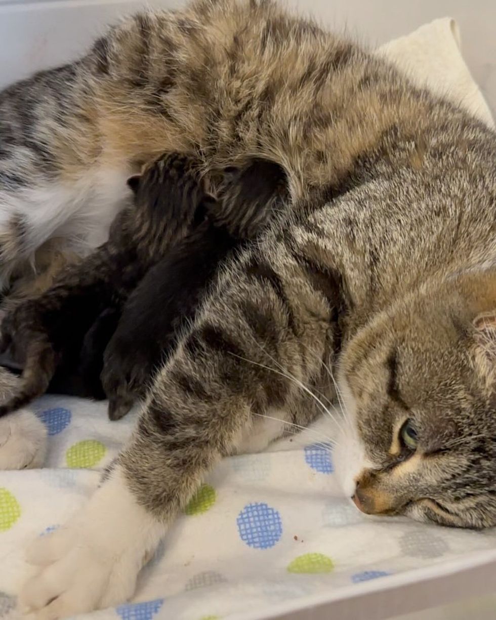 tabby cat nursing kittens