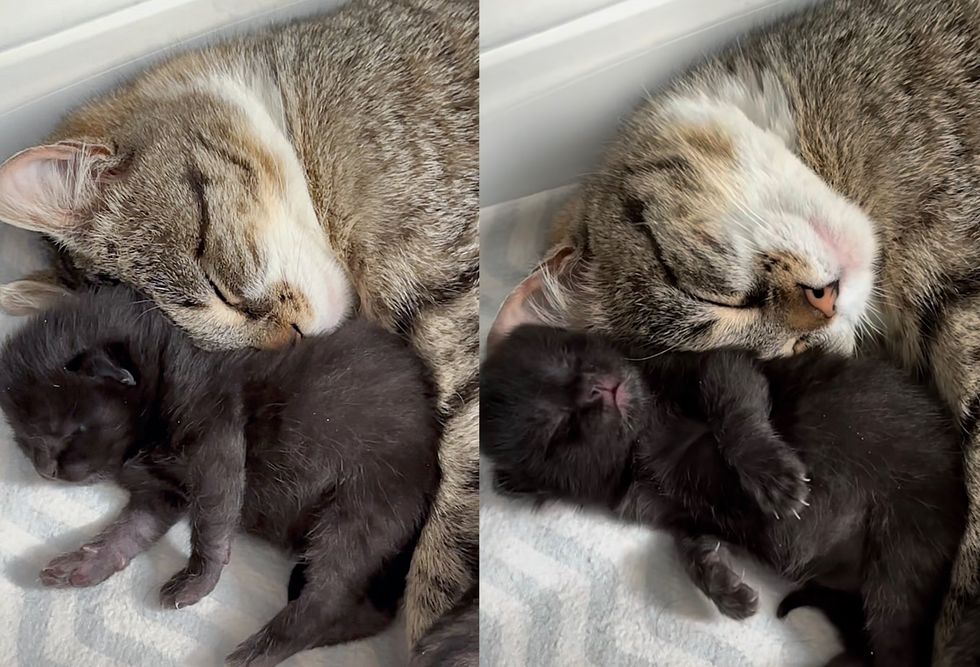 tabby cat snuggling kittens