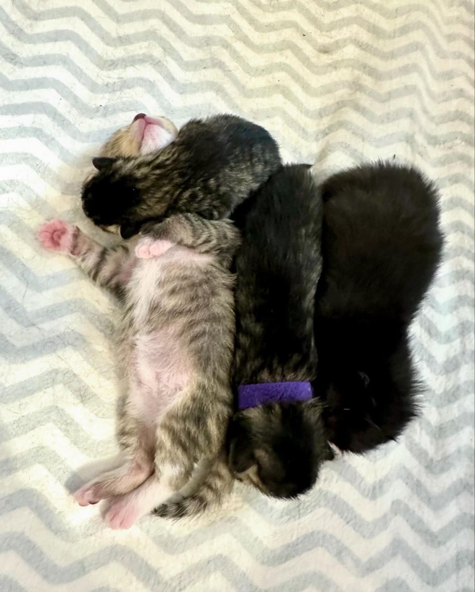 kittens snuggles
