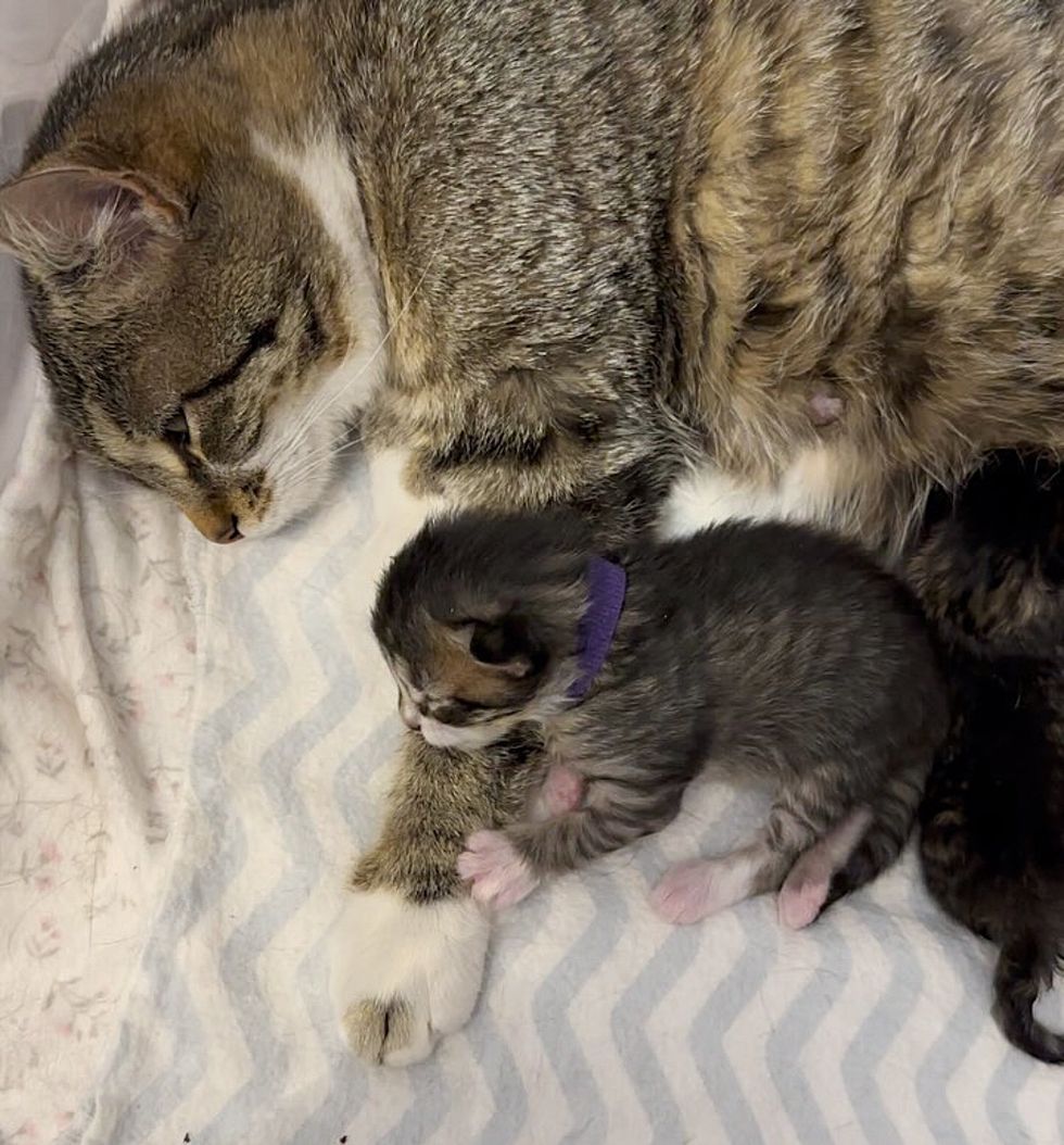cat mother snuggling kittens