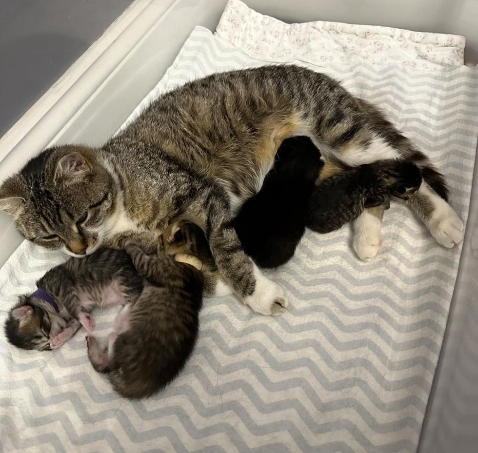 gato mamá gatitos recién nacidos