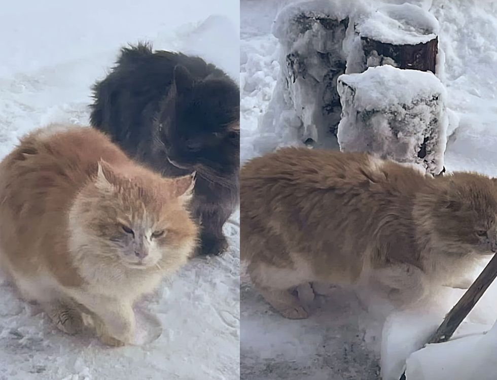 stray fluffy cats snow