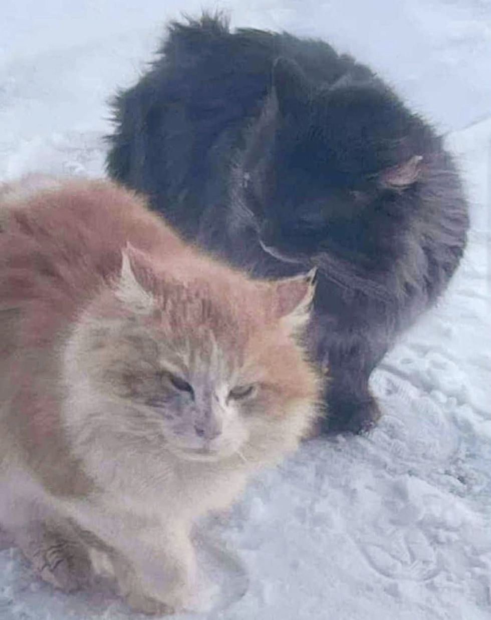 stray cats snow