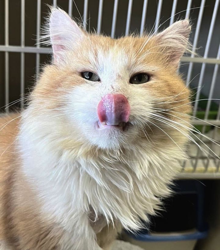 orange white cat shelter