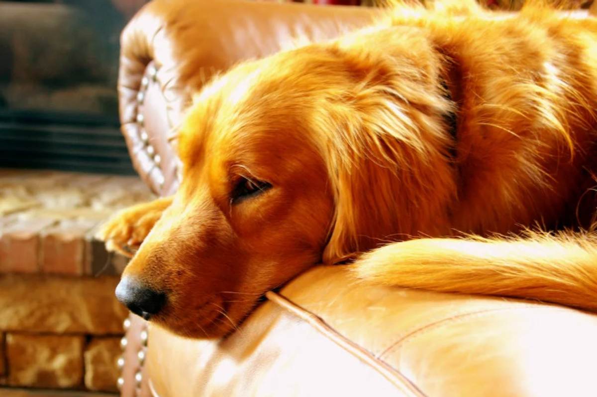 golden retriever, dogs and chocolate, mackenzie seton