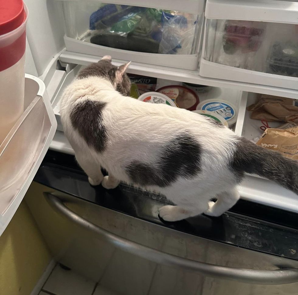 cat inspecting fridge