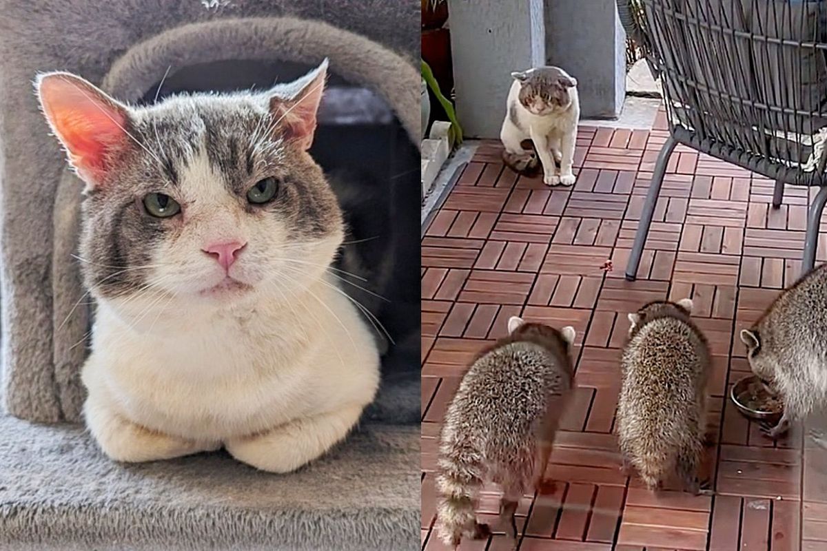 Big Cheeked Cat Had to Compete with Other Animals Outside for Food, Now is the Boss of the House