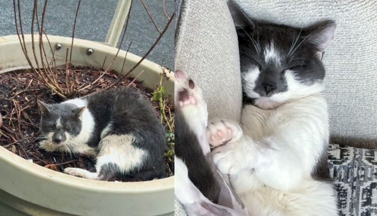 Cat Discovered Chilly and Moist in a Planter by the Road, 2 Months Later His Life Fully Turned Round