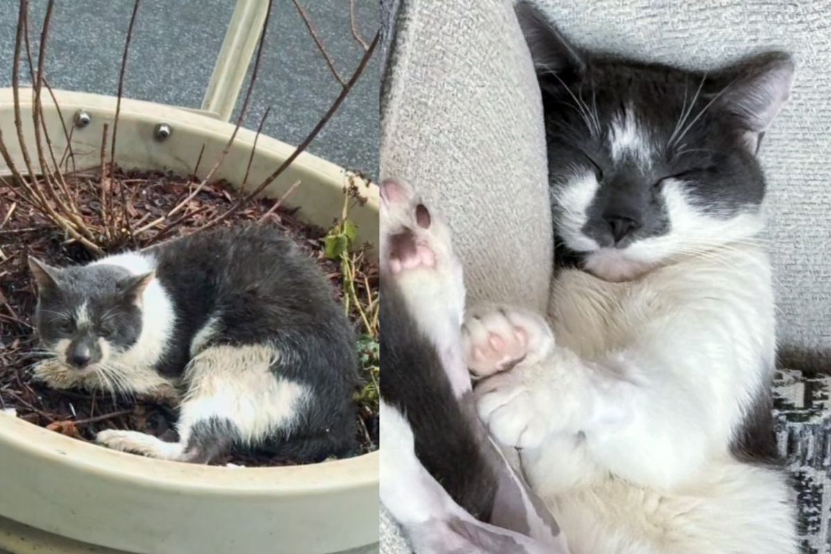 Cat Found Cold and Wet in a Planter by the Street, 2 Months Later His Life Completely Turned Around
