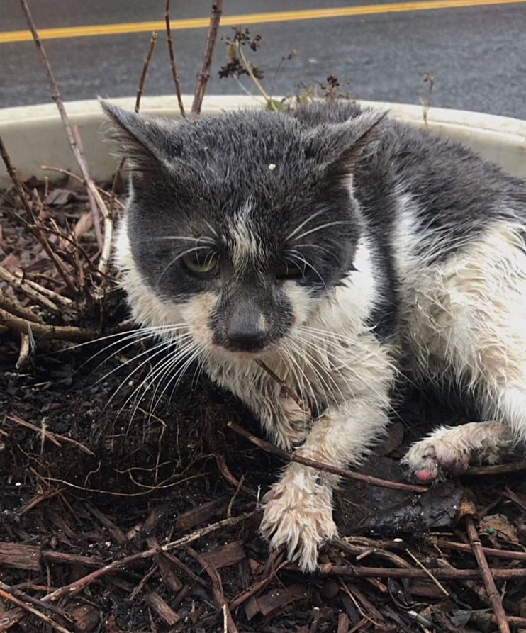 Kitten was So Small When He was Found, Now He Fetches 'Gifts' for His  Humans Each Day - Love Meow