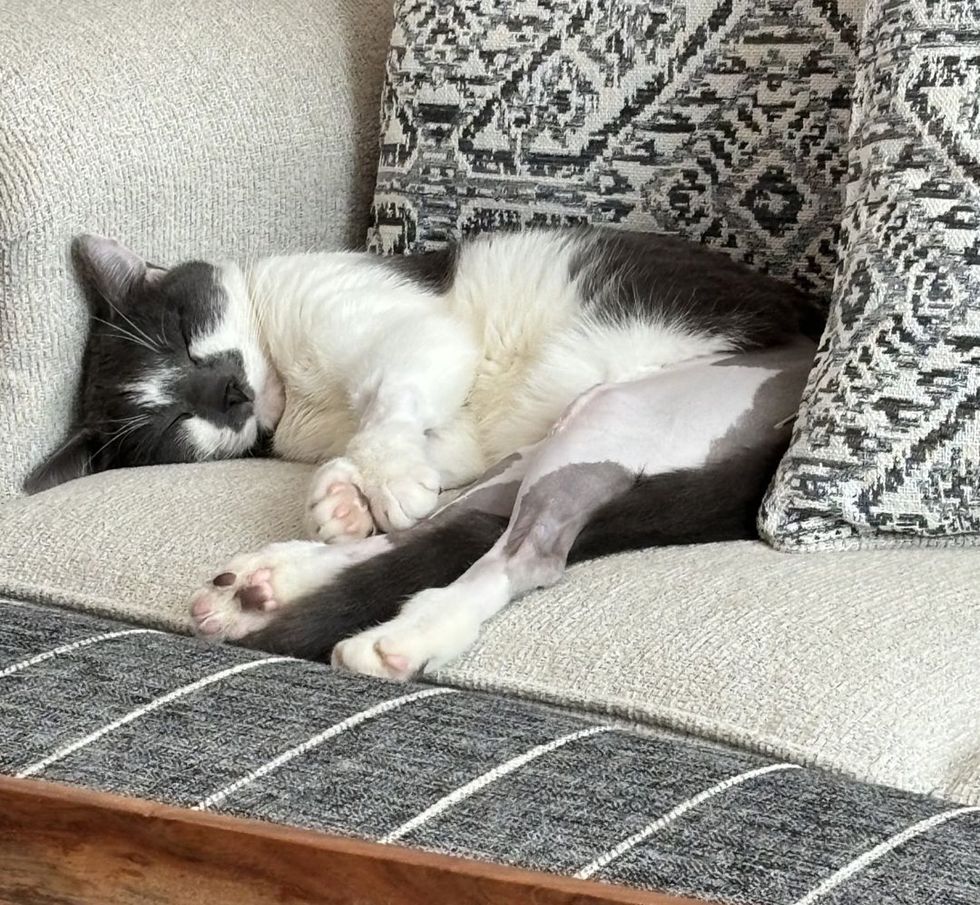 happy sleeping cat couch